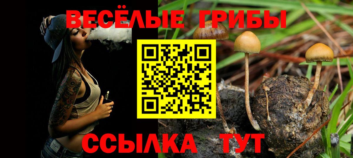 Псилоцибиновые грибы Psilocybine cubensis Североморск